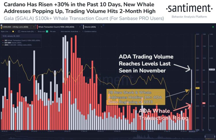 Киты создали условия для взлета Cardano на 30%